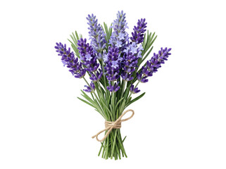 Obraz premium Title: Bouquet of Fresh Lavender Flowers Tied with Twine Isolated