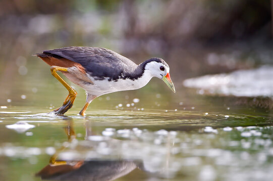 Dynamic close-up of a waterbird actively hunting in shallow water, captured at the moment of striking prey with splashing droplets frozen in motion. The image highlights the bird&rsquo;s natural feeding beh