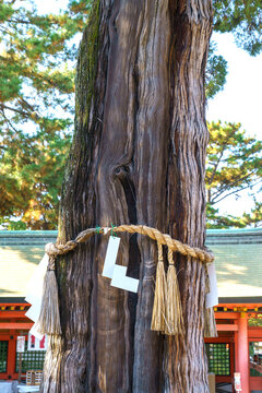 Sacred tree trunk at a Japanese Shinto shrine wrapped with shimenawa rice straw rope and white paper shide streamers. Traditional spiritual culture and nature scene at a historic temple site.