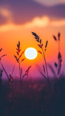 Obraz premium Golden sunset glow illuminates grass silhouettes in a vibrant field