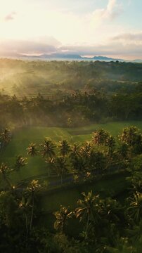Cinematic aerial panorama of Mancingan rice terraces in Ubud &ndash; Lush tropical valley with traditional green paddy fields and palm trees in Bali, Indonesia