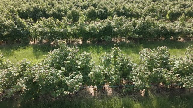 Cross row drone video flyover of midwest raspberry field.