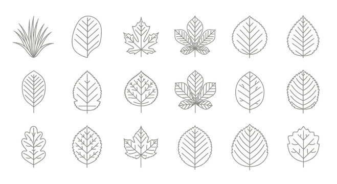 Vector illustrations of various leaves in line art style for design elements