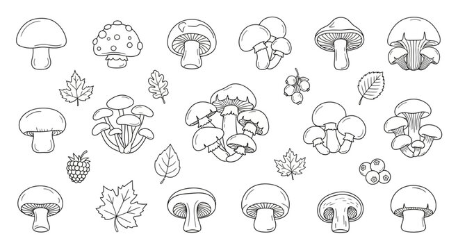 Various mushroom illustrations with leaves and berries in black and white