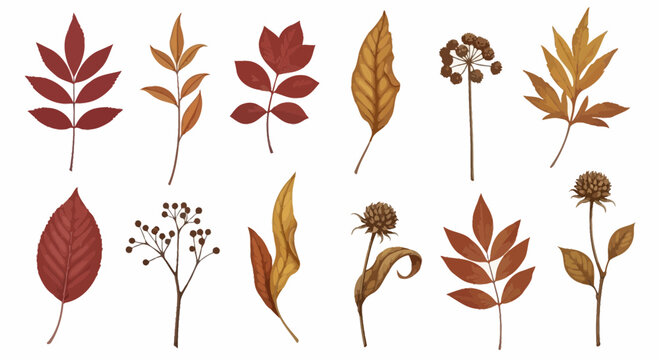 Watercolor autumn leaves and floral elements on white background