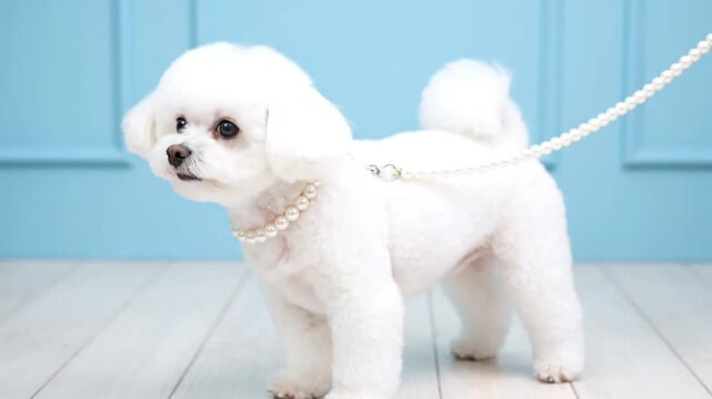 Adorable white fluffy dog with pearl leash and collar indoors