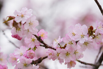 Fototapeta premium 満開の桜