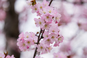 Fototapeta premium 満開の桜