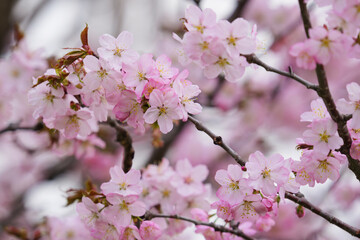 Fototapeta premium 満開の桜
