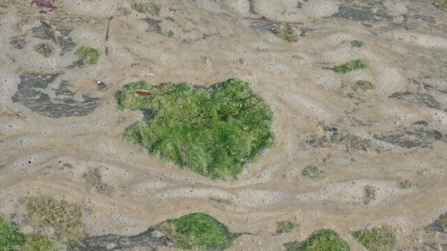 Polluted Water Surface with Algae and Foam