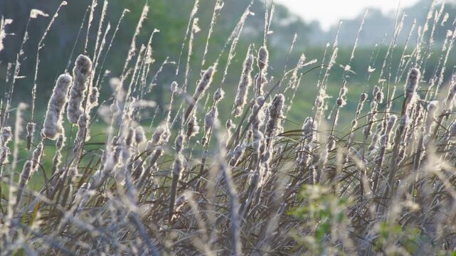 field of cattail reeds fluffy blowing against sunset light
