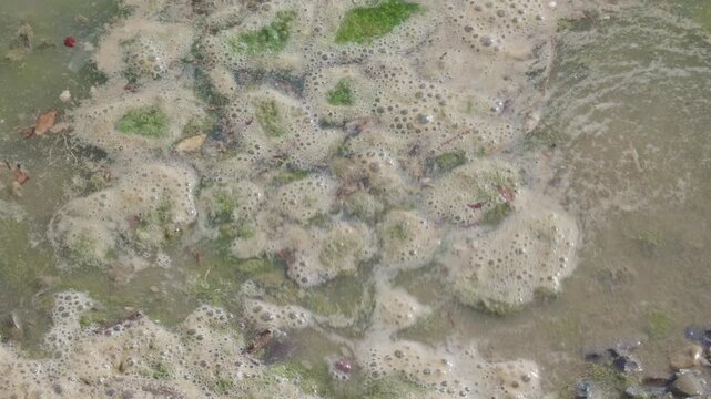 Polluted Water Surface with Algae and Foam