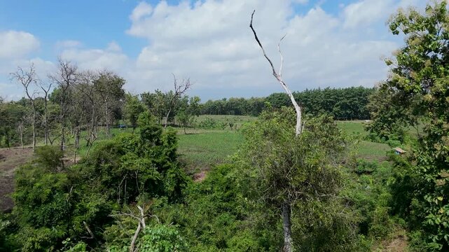 Aerial pedestal shot ascending above teak forest and community land with Mount Lawu in the background, 4K 60fps cinematic drone footage.