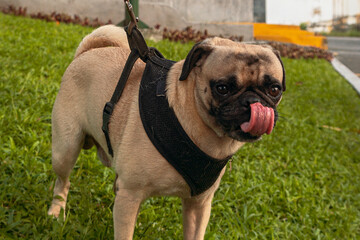 Obraz premium Funny pug dog licking its nose in a park.