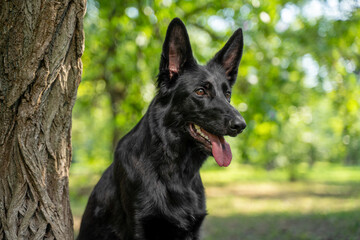 Naklejka premium Side profile portrait of a black german shepherd dog with upright ears and tongue out, sitting close to a rough tree in a leafy park, warm daylight on shiny fur with blurred green background