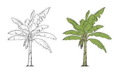 Detailed vector illustration of a tropical banana plant, showing both a black-and-white outline version and a color version © Lukis In
