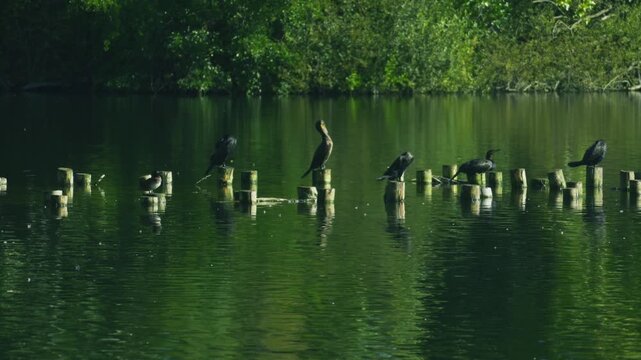 A group of dark cormorants resting on old wooden pilings in a still lake. These aquatic birds are often seen drying their feathers in this characteristic pose near water.