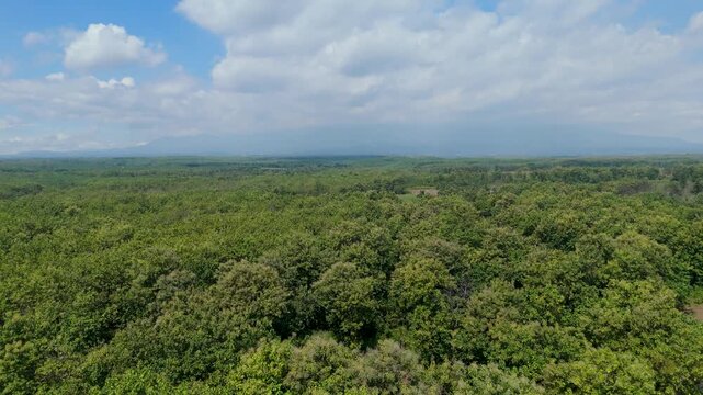 4K 60fps Aerial Drone Footage of Lush Teak Forest (Tectona grandis) Canopy with Mount Lawu Volcano in the Distance, Moving Forward and Orbiting. Indonesia.