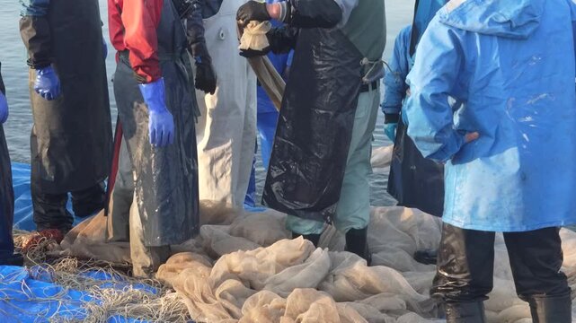 海岸から網を引く漁師