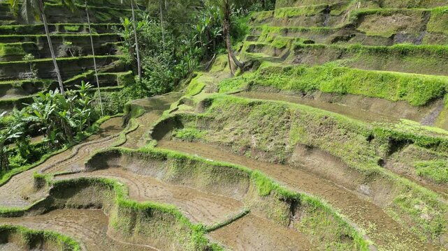 Aerial drone view of Tegalalang rice terraces Bali lush tropical landscape