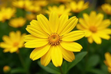 Obraz premium Close-up of vibrant yellow Marguerite daisy blooms, flora, flower petals, beautiful