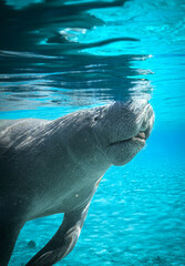 Naklejka premium Manatee in the springs 