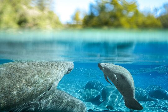 Manatees Breathing 