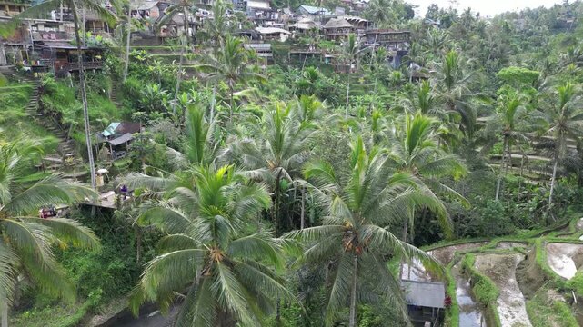 Aerial drone view of Tegalalang rice terraces Bali lush tropical landscape
