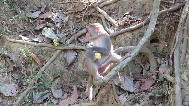 Macaque monkey eating corn in a tree