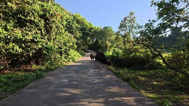 Walking along a forest path with cattle