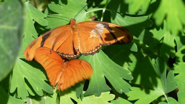 orange julia butterfly pair transferring pheromones in courtship ritual