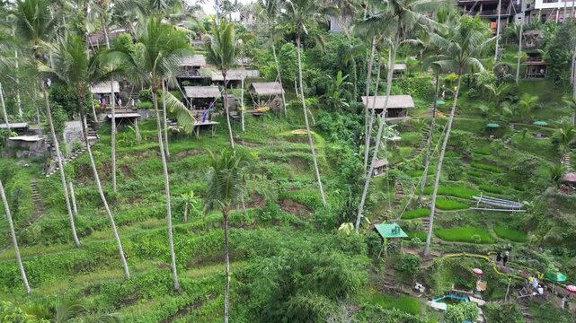 Bali Rice Terraces Aerial View Subak Irrigation Landscape with traditional huts