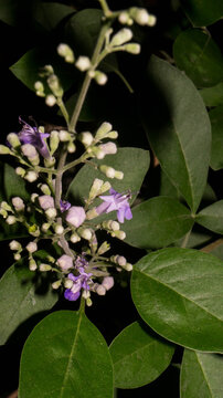 The flowers in the image are from the simpleleaf chastetree (Vitex trifolia) plant. Taken from Las Pinas, NCR, Philippines.