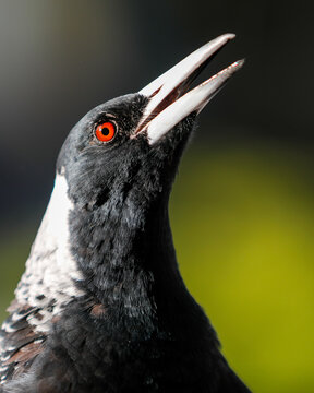 Australian Magpie call