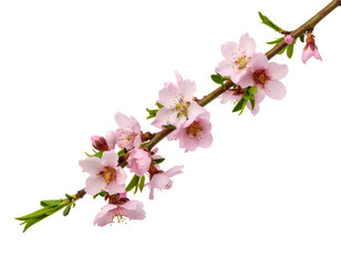 Fototapeta premium Cherry blossom branch