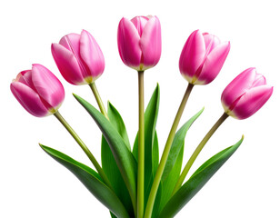 Obraz premium Tulip bundle