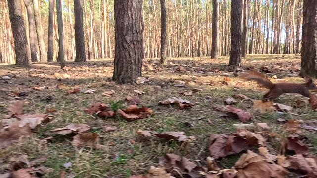 Red squirrel sprints low across a leaf covered forest floor between tree trunks, moving rapidly through the frame from left to right in bright daylight, creating energetic wildlife action.