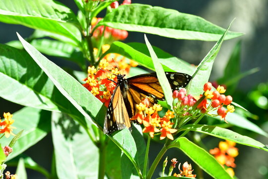 MARIPOSA MONARCA