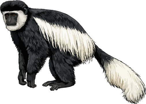 Colobus guereza illustration art