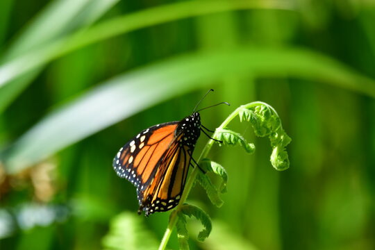 MARIPOSA MONARCA