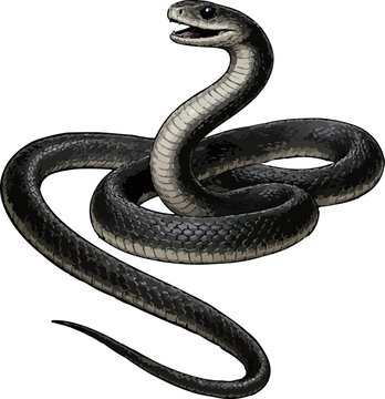 Dendroaspis polylepis illustration art (2)