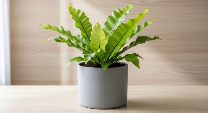 Bird's Nest Fern Plant with Distinctive Wavy Light Green Leaves in a Modern Gray Pot