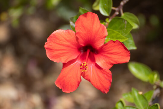 Hibisco rojo