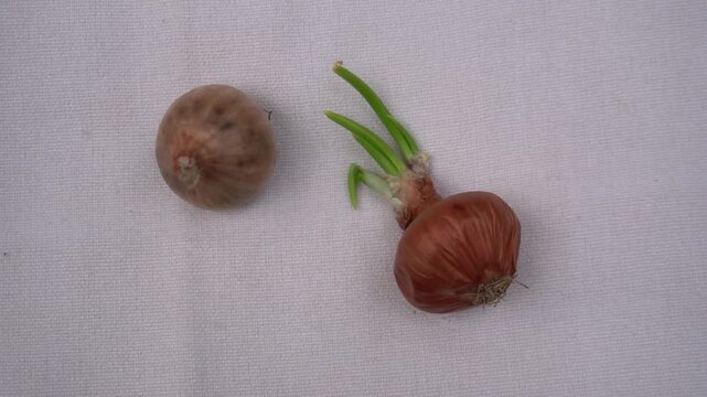 Small red onion bulb rolling next to sprouted shallot on white textile background in top down cinematic motion clip