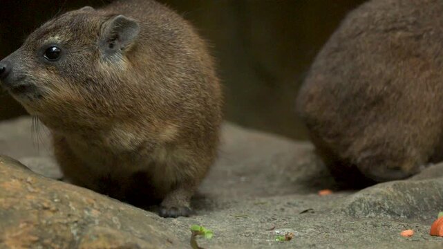 Rock Hyrax Eating Vegetables on Rocks in a Zoo Enclosure