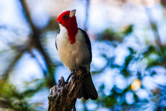 Red-cowled Cardinal (Paroaria dominicana) perched in Brazilian Caatinga &ndash; vibrant red-headed bird native to Northeast Brazil