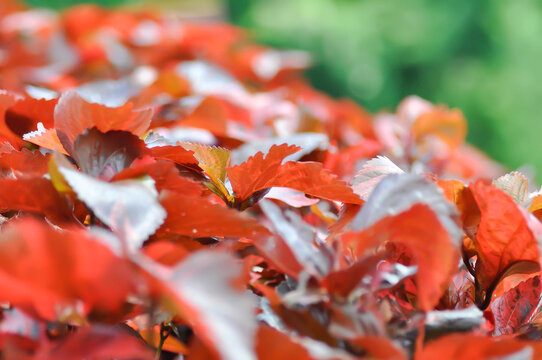 Acalypha wilkesiana , Copperleaf or Beefsteak plant or Fire dragon plant or brown plant