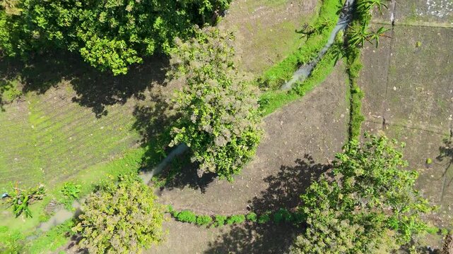 Aerial top-down view of tropical agricultural fields and crop rows on forest land, Indonesia.