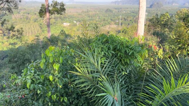 Tilt up shot revealing wide valley and dense forest during sunrise at Din Daeng Doi in Krabi Thailand with soft morning light, clear sky, and peaceful tropical landscape