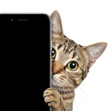 A cat peeking from behind a smartphone
